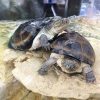 West African Mud Turtle
