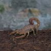 Hottentotta Scorpion