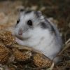 Russian Dwarf Winter White Hamster