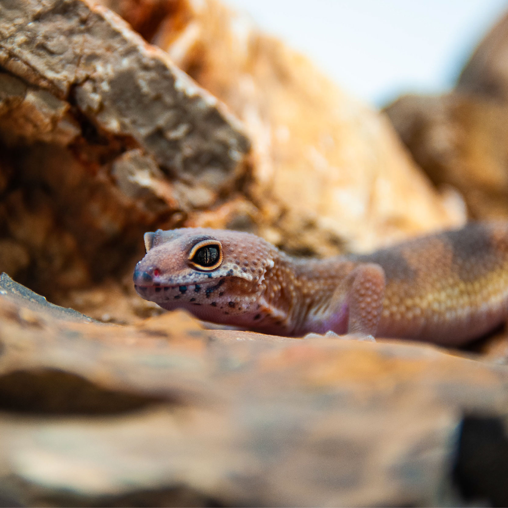 Leopard Gecko – Nilufar