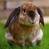 Rabbit – Holland Lop