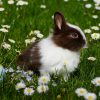 Rabbit – Netherland Dwarf