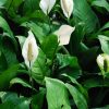 Peace Lily (Spathiphyllum cannifolium) 白鹤芋