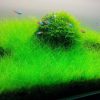 Dwarf Hairgrass (Eleocharis acicularis ‘Mini’) 迷你牛毛毯