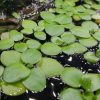 Frogbit (Limnobium laevigatum) 美洲水鼈