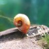 Red Apple Snail