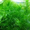 Ricefield Water-Nymph (Najas graminea) 草茨藻
