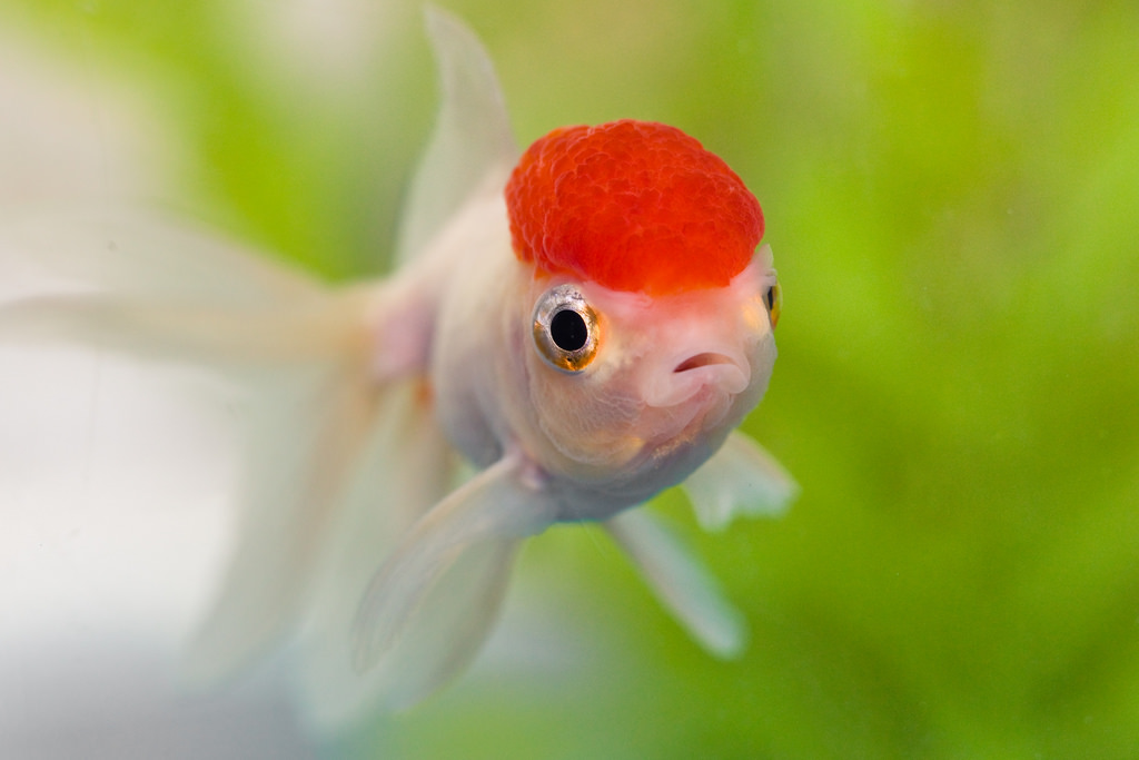 Red Cap Oranda Goldfish – Nilufar