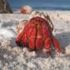 Strawberry Hermit Crab