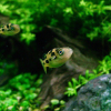Pea Pufferfish (Dwarf Pufferfish)