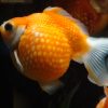 Pearlscale Goldfish