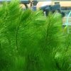 Hornwort (Ceretophylum demersum) 金鱼藻