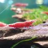 Super Fire Red Shrimp