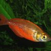 Red Rainbowfish