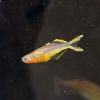 Forktail Blue-Eye Rainbow Fish