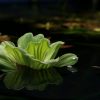 Water Lettuce (Pistia stratiotes) 水生菜