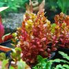 Rotala rotundifolia ‘Super Red’ (Emersed)